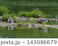 河原に佇むコチドリ 143086679