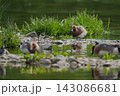 河原に佇むコチドリ 143086681