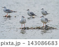 石の上に佇むユリカモメ 143086683