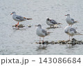 石の上に佇むユリカモメ 143086684