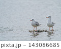 石の上に佇むユリカモメ 143086685