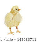 Fluffy Yellow Baby Chick Standing, Digital Painting Illustration 143086711