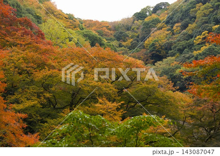 紅葉する明治の森箕面国定公園 紅葉する明治の森箕面国定公園 143087047