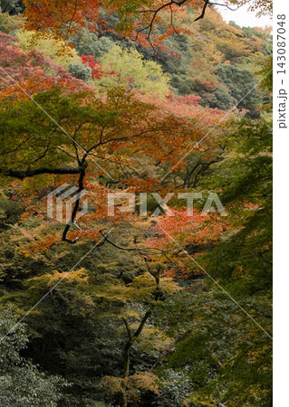 紅葉する明治の森箕面国定公園 143087048
