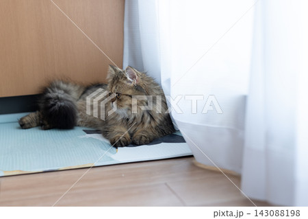 窓辺でくつろぐ可愛い猫　ペルシャ猫 143088198