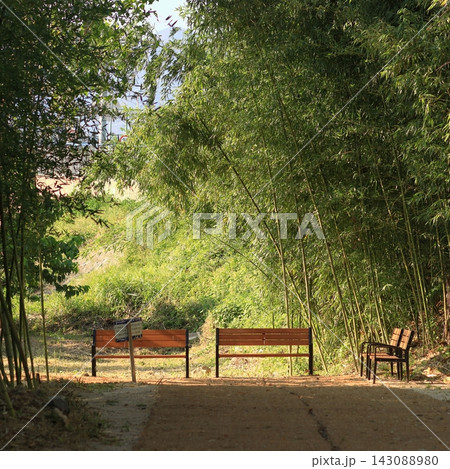 Bamboo Grove with Wooden Benches Bamboo Grove with Wooden Benches 143088980