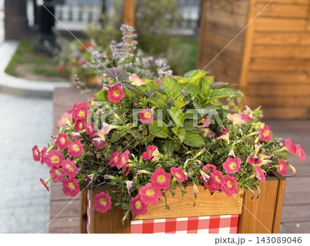 Colorful pink flowers blooming in wooden planter box beside garden walkway with soft background blur 143089046