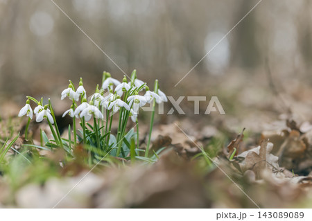 Snowdrops, Podyji, Southern Moravia, Czech Republic 143089089