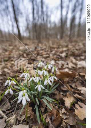 Snowdrops, Podyji, Southern Moravia, Czech Republic Snowdrops, Podyji, Southern Moravia, Czech Republic 143089090