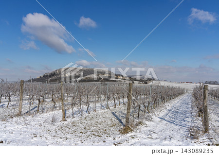 Winter vineyard near Mikulov, Palava region, Southern Moravia, Czech Republic 143089235