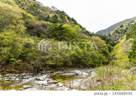 新緑の渓谷、川沿いの山道 新緑の渓谷、川沿いの山道 143089592