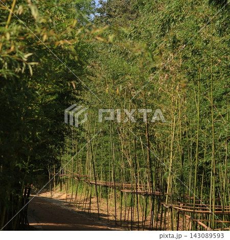 Bamboo Forest Path 143089593