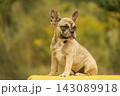 Cute young fawn merle French Bulldog puppy sitting on a yellow blanket against warm natural background 143089918