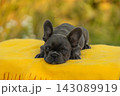 Cute blue coat French Bulldog puppy resting head on yellow blanket outdoors in warm natural lighting 143089919