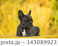 Adorable solid blue grey French Bulldog puppy lying on a yellow blanket against autumn bokeh background 143089923