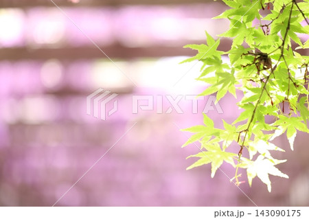 紅葉と藤の花 143090175
