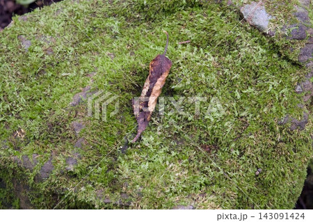 苔むした岩と枯葉 苔むした岩と枯葉 143091424