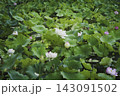 緑豊かな蓮池に咲く白いハスの花 143091502