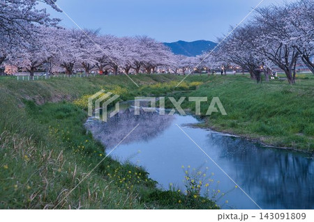 福岡県筑前町・草場川沿いに咲き誇る満開の桜並木と川面に映る夕暮れのリフレクション 143091809