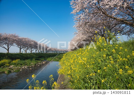 福岡県筑前町・草場川の澄み渡る青空の下に咲き誇る満開の桜と菜の花と川面のリフレクション 福岡県筑前町・草場川の澄み渡る青空の下に咲き誇る満開の桜と菜の花と川面のリフレクション 143091811