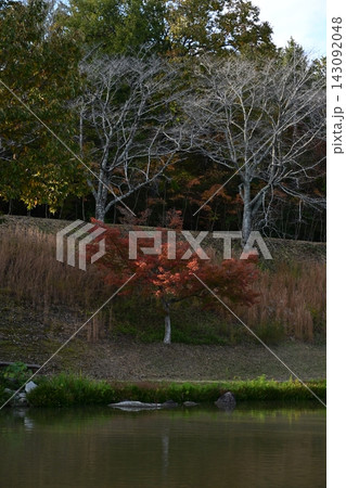 ポツンと紅葉 143092048