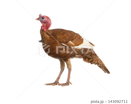 brown turkey isolated on white background 143092711
