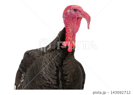 portrait turkey isolated on a white background. portrait turkey isolated on a white background. 143092712
