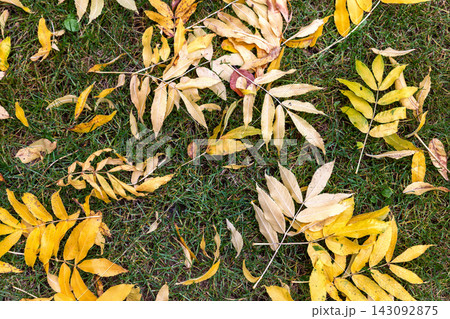 Yellow autumn leaves lie scattered across green grass, creating natural seasonal texture and colorful ground pattern. Fallen foliage contrasts with fresh lawn in calm outdoor fall background. Yellow autumn leaves lie scattered across green grass, creating natural seasonal texture and colorful ground pattern. Fallen foliage contrasts with fresh lawn in calm outdoor fall background. 143092875