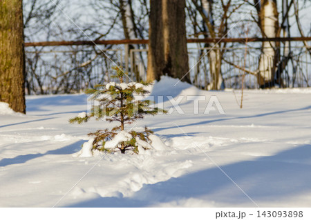Green tree in the snow in sunny weather Green tree in the snow in sunny weather 143093898