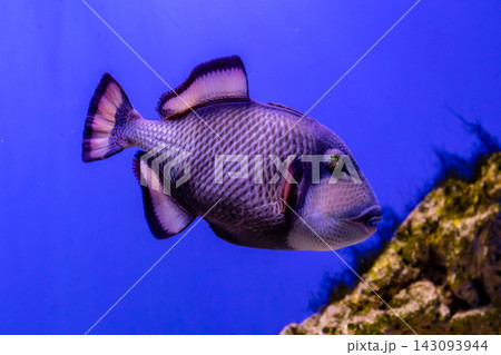 Balistoides viridescens fish Balistoides viridescens fish 143093944