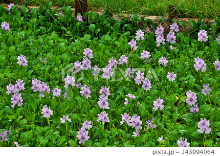 薄紫色のホテイアオイの花(秋、九月) 薄紫色のホテイアオイの花(秋、九月) 143094064