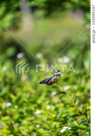 フジバカマの花蜜を吸うアサギマダラ 143094197