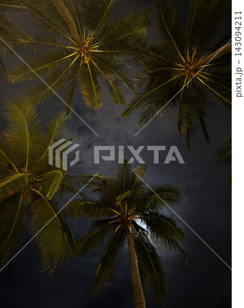 Tall palm trees reaching towards a cloudy moonlit night sky Tall palm trees reaching towards a cloudy moonlit night sky 143094211