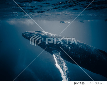 水面付近で優しくふれあうザトウクジラの母子 143094328