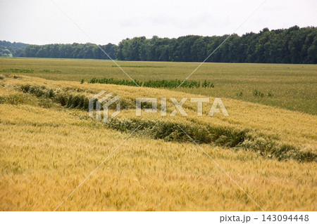 Windy events on wheat fields with lodged cereal crops flattened on agricultural farmland next to forest line Windy events on wheat fields with lodged cereal crops flattened on agricultural farmland next to forest line 143094448