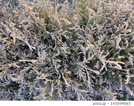 Top view frost Covered Evergreen Foliage with Silvery Branches in Dense Natural Closeup Setting 143094663