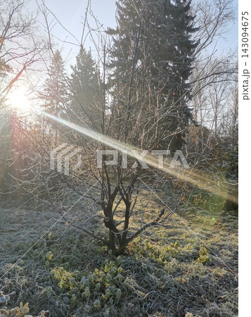 Frost Covered Garden Trees Glowing in Low Winter Sunlight Outdoors Vertical shot Frost Covered Garden Trees Glowing in Low Winter Sunlight Outdoors Vertical shot 143094675