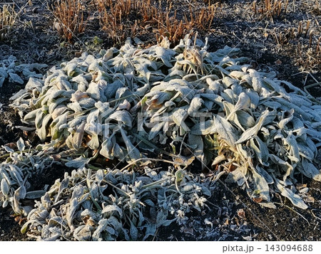 Late autumn. Frost Covered Sage Plant Cluster in Winter Garden Soil Setting Late autumn. Frost Covered Sage Plant Cluster in Winter Garden Soil Setting 143094688