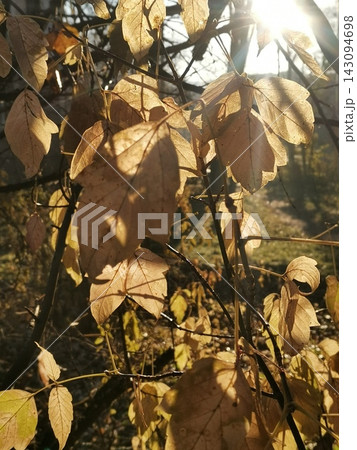 Sunlit dry autumn leaves glowing among tangled woodland branches in seasonal nature 143094698