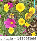 花の蜜を吸う蝶とカラフルな花 143095066