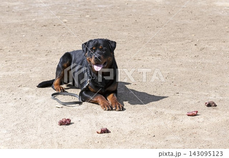 training of rottweiler for food refusal training of rottweiler for food refusal 143095123