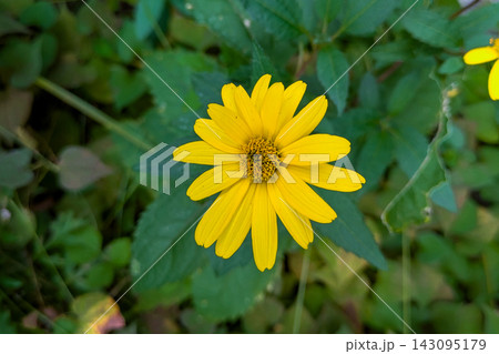 キクイモの黄色い花 キクイモの黄色い花 143095179