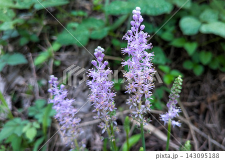 ツルボの花穂 薄紫色の花が綺麗です ツルボの花穂 薄紫色の花が綺麗です 143095188