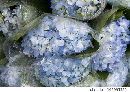 bouquets of hydrangea flowers, in the market, close-up 143095522