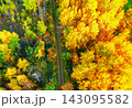 Aerial view of forest path winding through vibrant yellow and orange autumn trees under golden hour 143095582