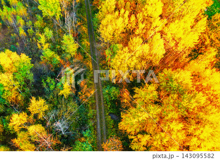Aerial view of forest path winding through vibrant yellow and orange autumn trees under golden hour 143095582