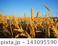 Wheat field on sunset. Farm field with rye.  143095590
