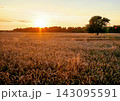 Wheat field on sunset.  143095591