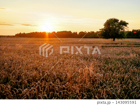 Wheat field on sunset. Wheat field on sunset. 143095591