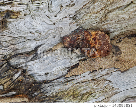 Close view of weathered driftwood, beach sand and irregular brown organic formation on the Baltic coast, showing natural wood grain, coastal erosion, decomposition, aging and rustic shoreline textures 143095851